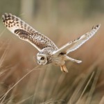 Group logo of Funkcjonalność stron WWW