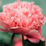 Group logo of Z chorobą wpierw do internisty