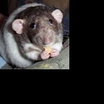 Profile picture of Dietmar